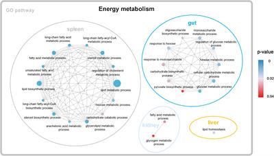 High temperature induced metabolic reprogramming and lipid remodeling in a high-altitude fish species, Triplophysa bleekeri